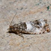 Notocelia trimaculana (Haworth, 1811)