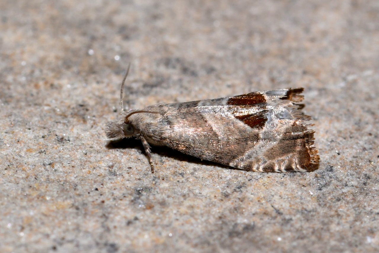 Notocelia uddmanniana (Linnaeus, 1758) - Tordeuse de Solander