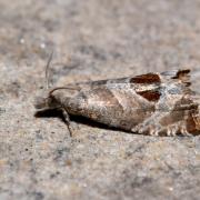 Notocelia uddmanniana (Linnaeus, 1758) - Tordeuse de Solander