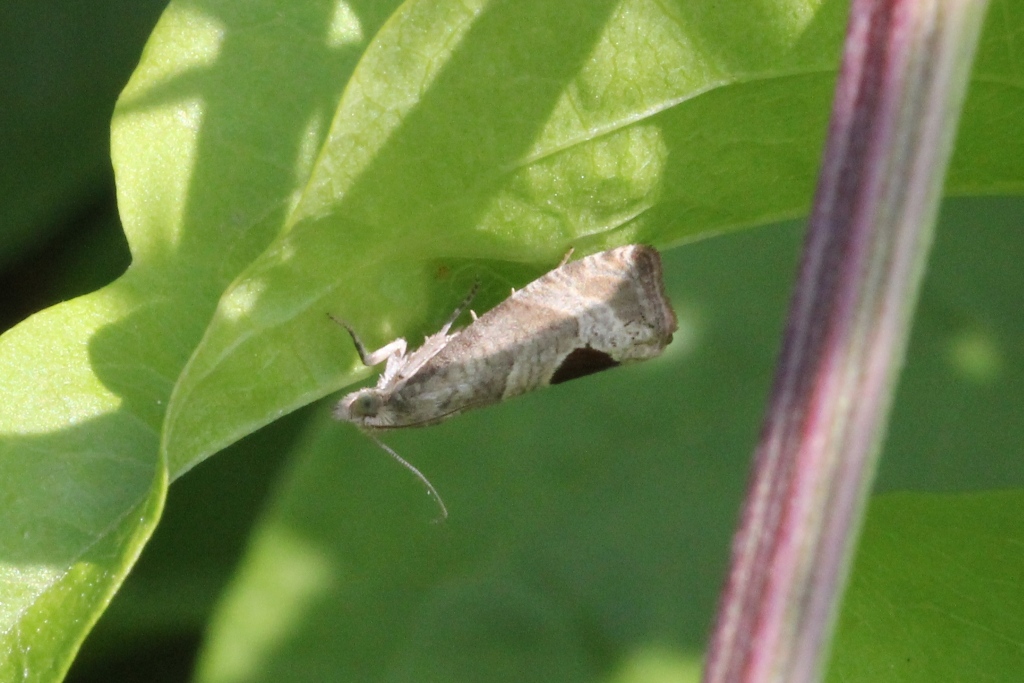 Notocelia uddmanniana (Linnaeus, 1758) - Tordeuse de Solander