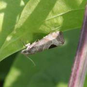 Notocelia uddmanniana (Linnaeus, 1758) - Tordeuse de Solander