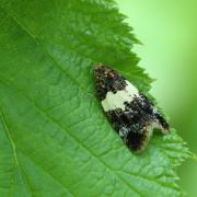 Olindia schumacherana (Fabricius, 1787) (femelle)