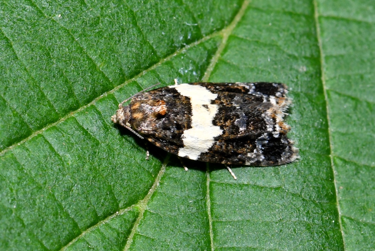 Olindia schumacherana (Fabricius, 1787) (femelle)