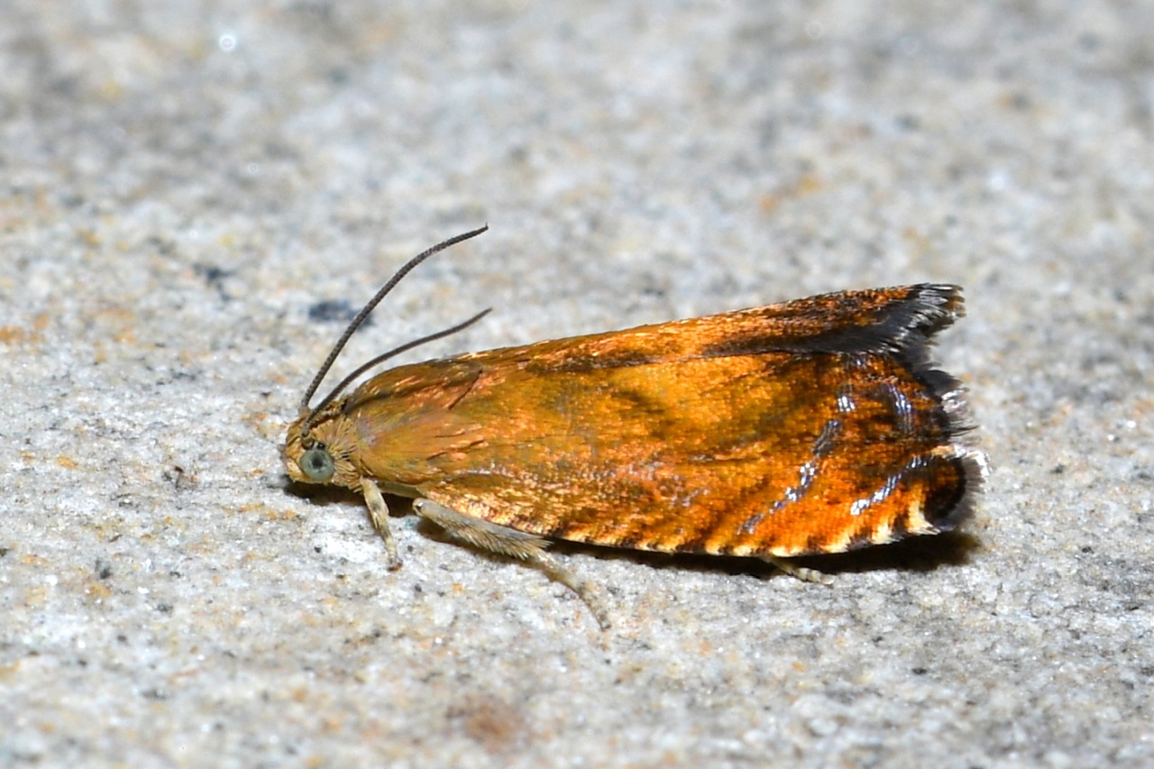 Pammene aurita Razowski, 1992