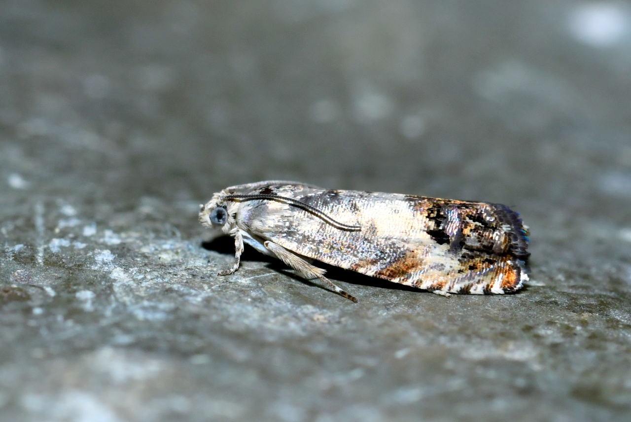 Pammene fasciana (Linnaeus, 1760) - Tordeuse des Châtaignes