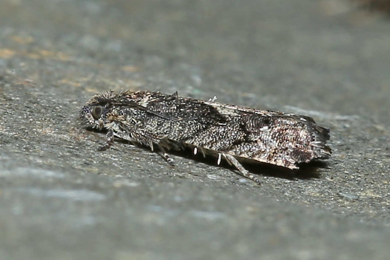 Pammene giganteana (Peyerimhoff, 1863)