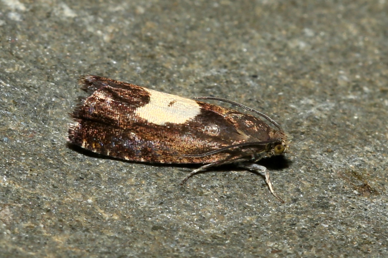 Pammene regiana (Zeller, 1849)