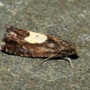 Pammene regiana (Zeller, 1849)