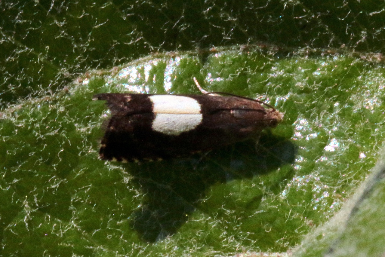 Pammene regiana (Zeller, 1849)