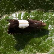 Pammene regiana (Zeller, 1849)