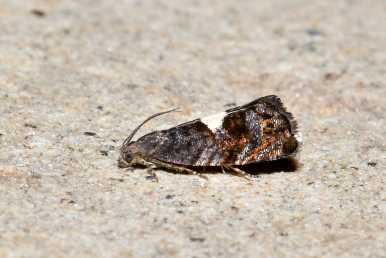 Pammene spiniana (Duponchel, 1843)