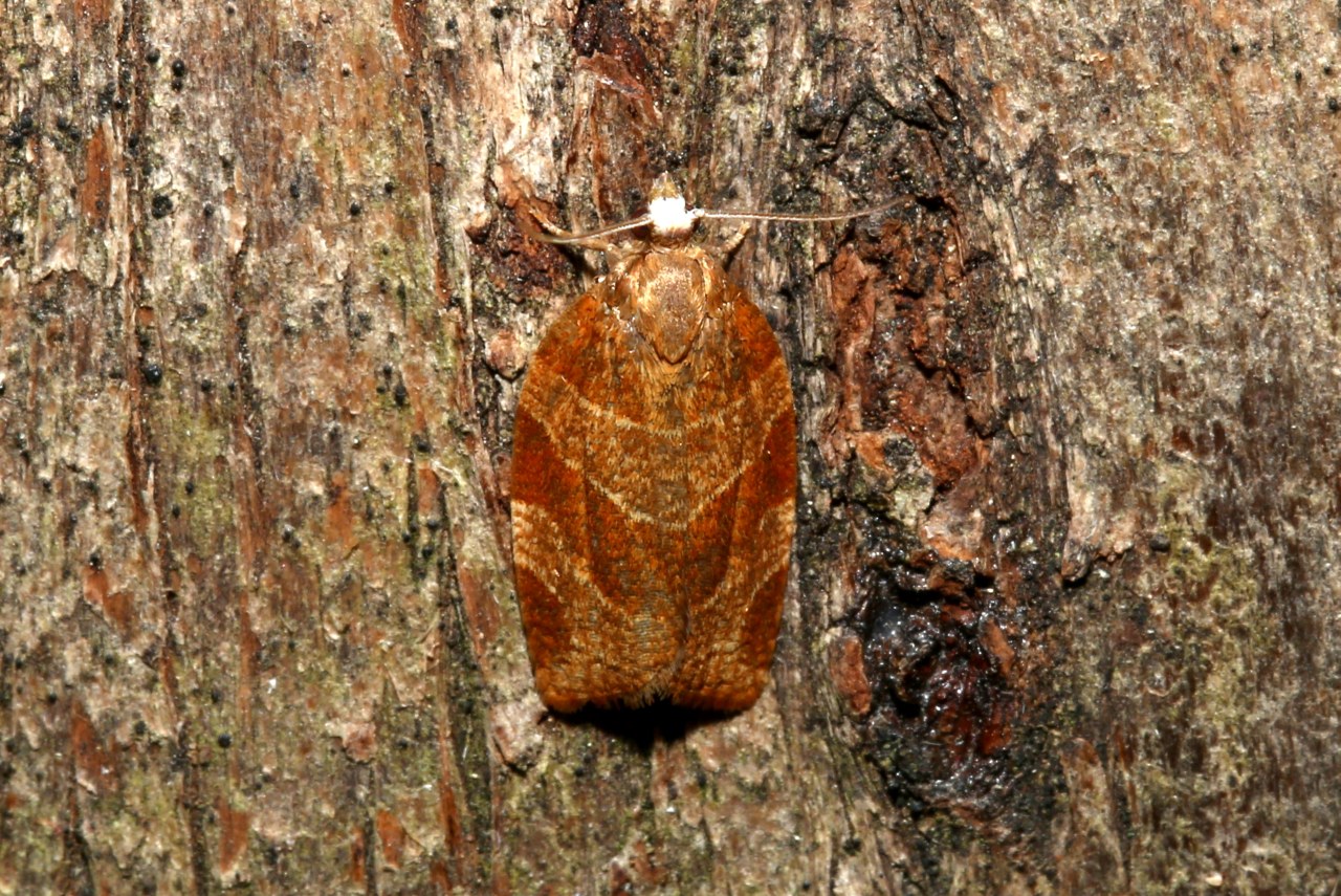 Pandemis cinnamomeana (Treitschke, 1830)