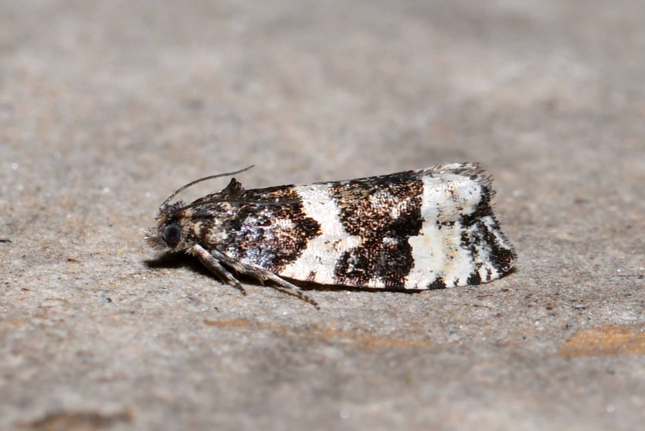 Argyroploce bipunctana (Fabricius, 1794)