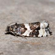 Argyroploce bipunctana (Fabricius, 1794)