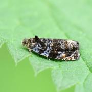Pristerognatha fuligana (Denis & Schiffermüller, 1775)
