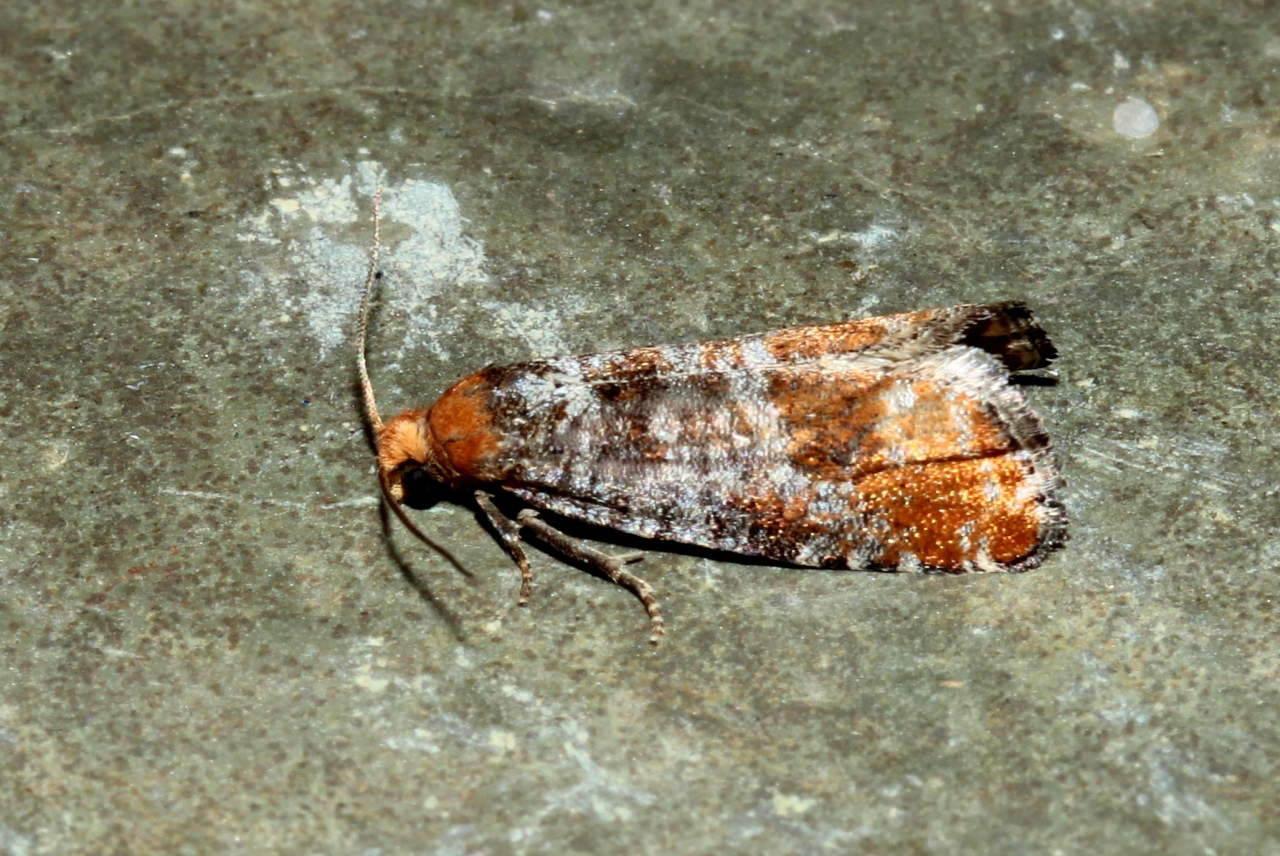 Pseudococcyx turionella (Linnaeus, 1758)