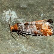 Pseudococcyx turionella (Linnaeus, 1758)