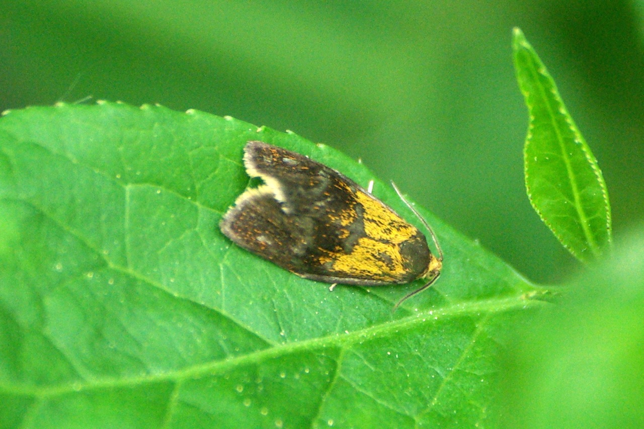 Ptycholoma lecheana (Linnaeus, 1758) - Tordeuse de Lèche