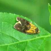 Ptycholoma lecheana (Linnaeus, 1758) - Tordeuse de Lèche