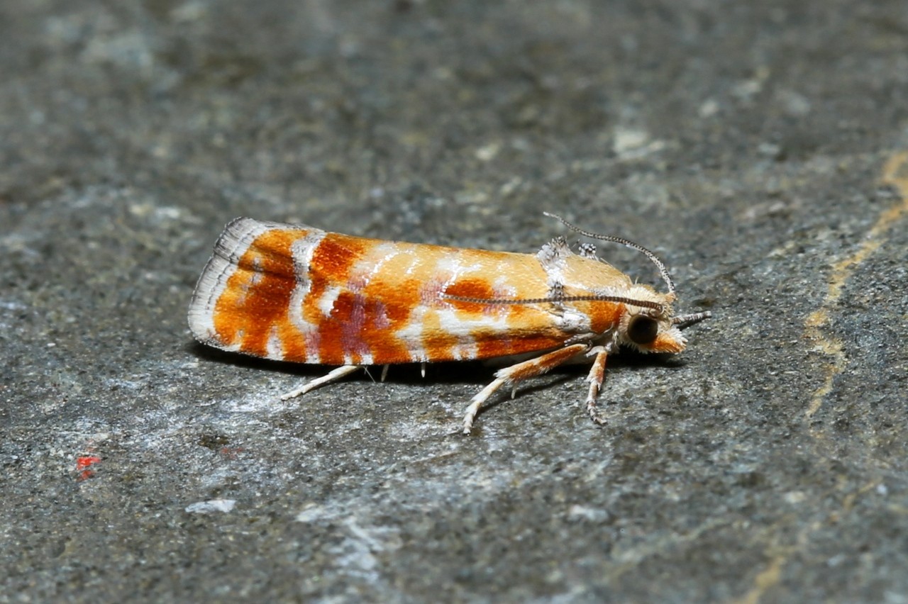 Rhyacionia buoliana (Denis & Schiffermüller, 1775) - Tordeuse des pousses du Pin 