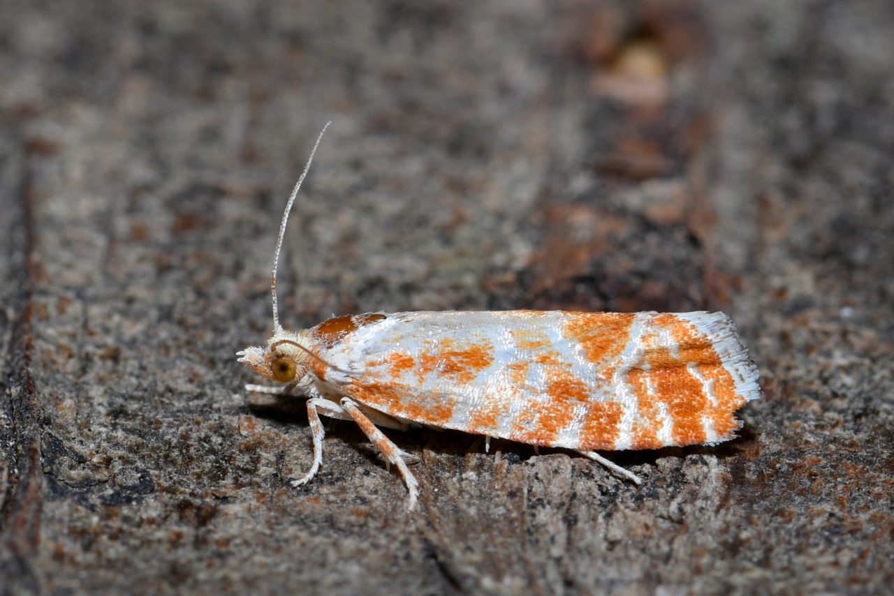 Rhyacionia pinicolana (Doubleday, 1850)