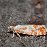 Rhyacionia pinicolana (Doubleday, 1850)