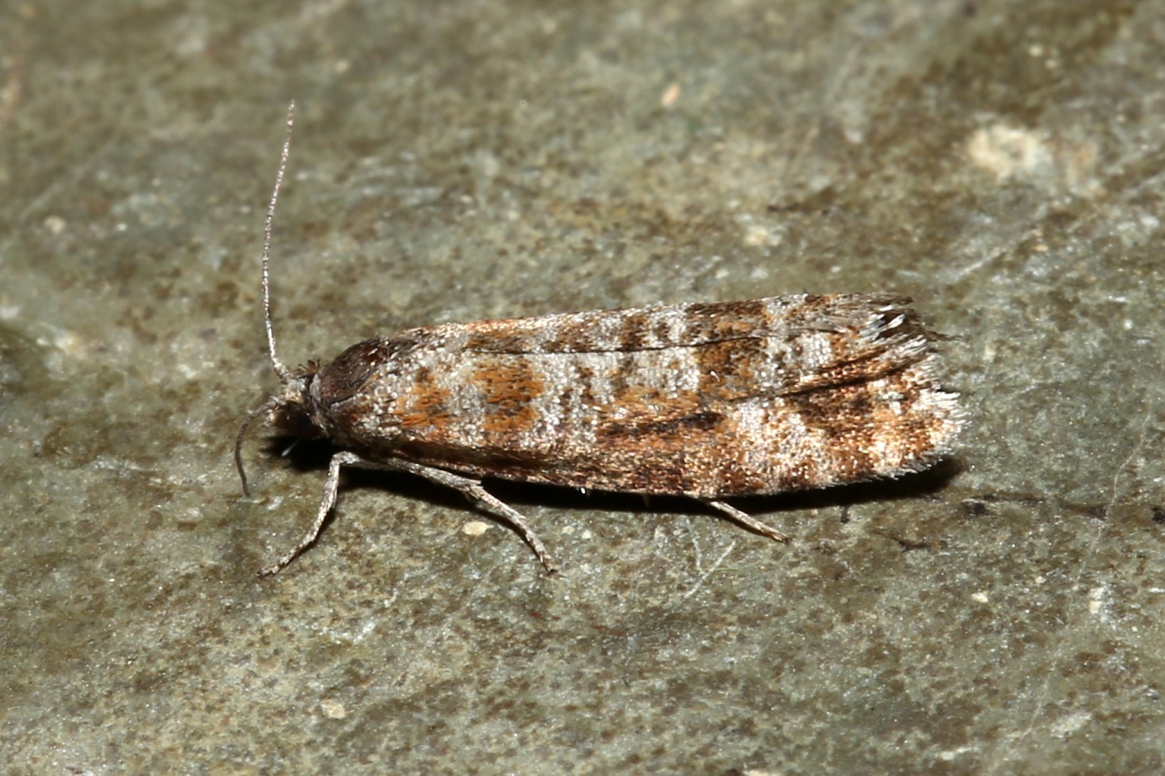 Rhyacionia pinivorana (Zeller, 1846) - Tordeuse pinivore