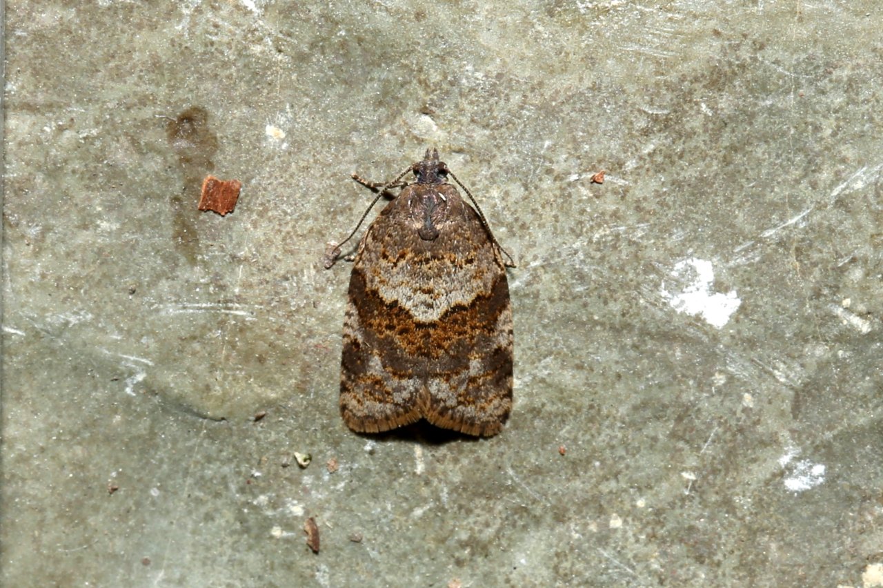 Syndemis musculana (Hübner, 1799)