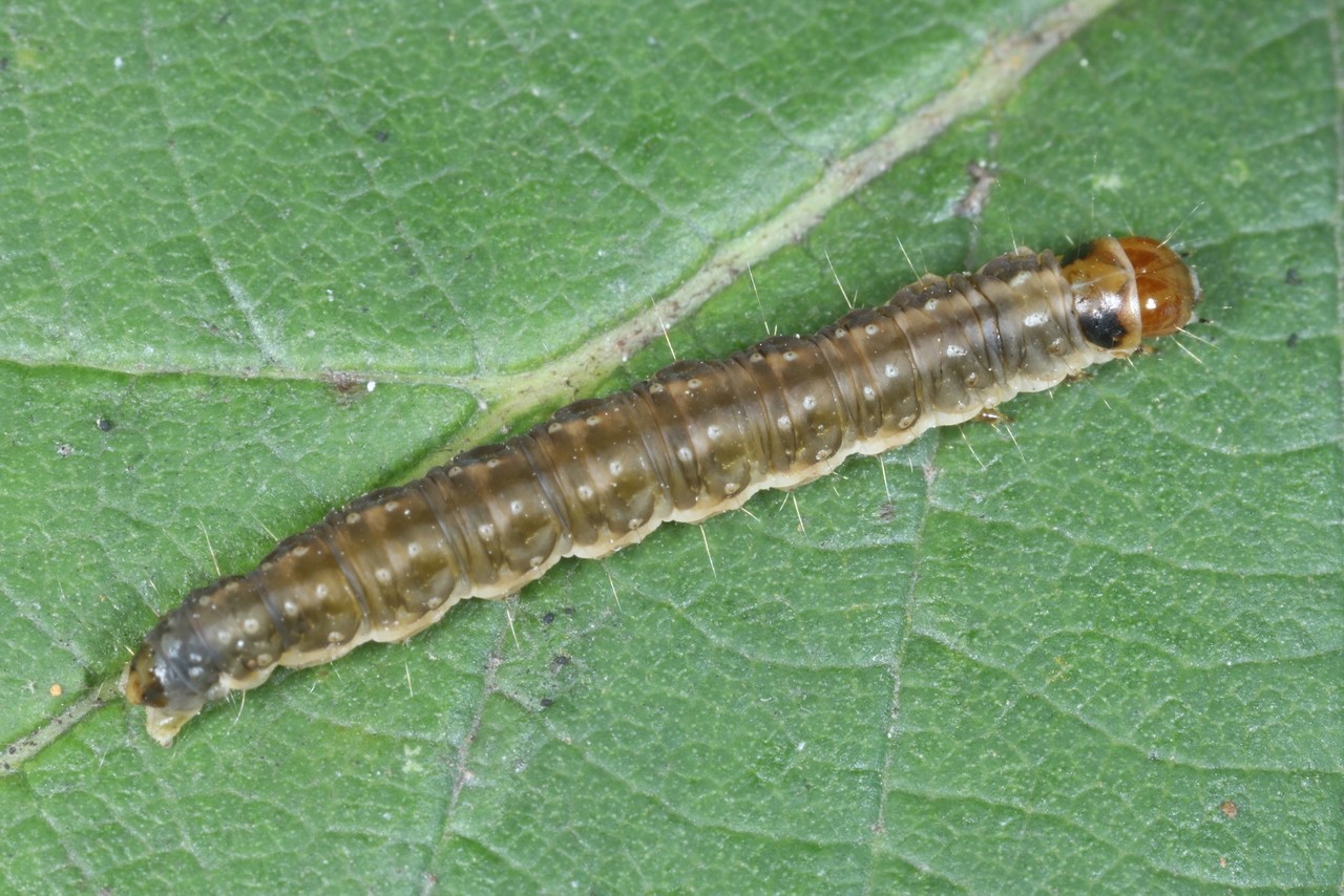 Syndemis musculana (Hübner, 1799) (chenille)