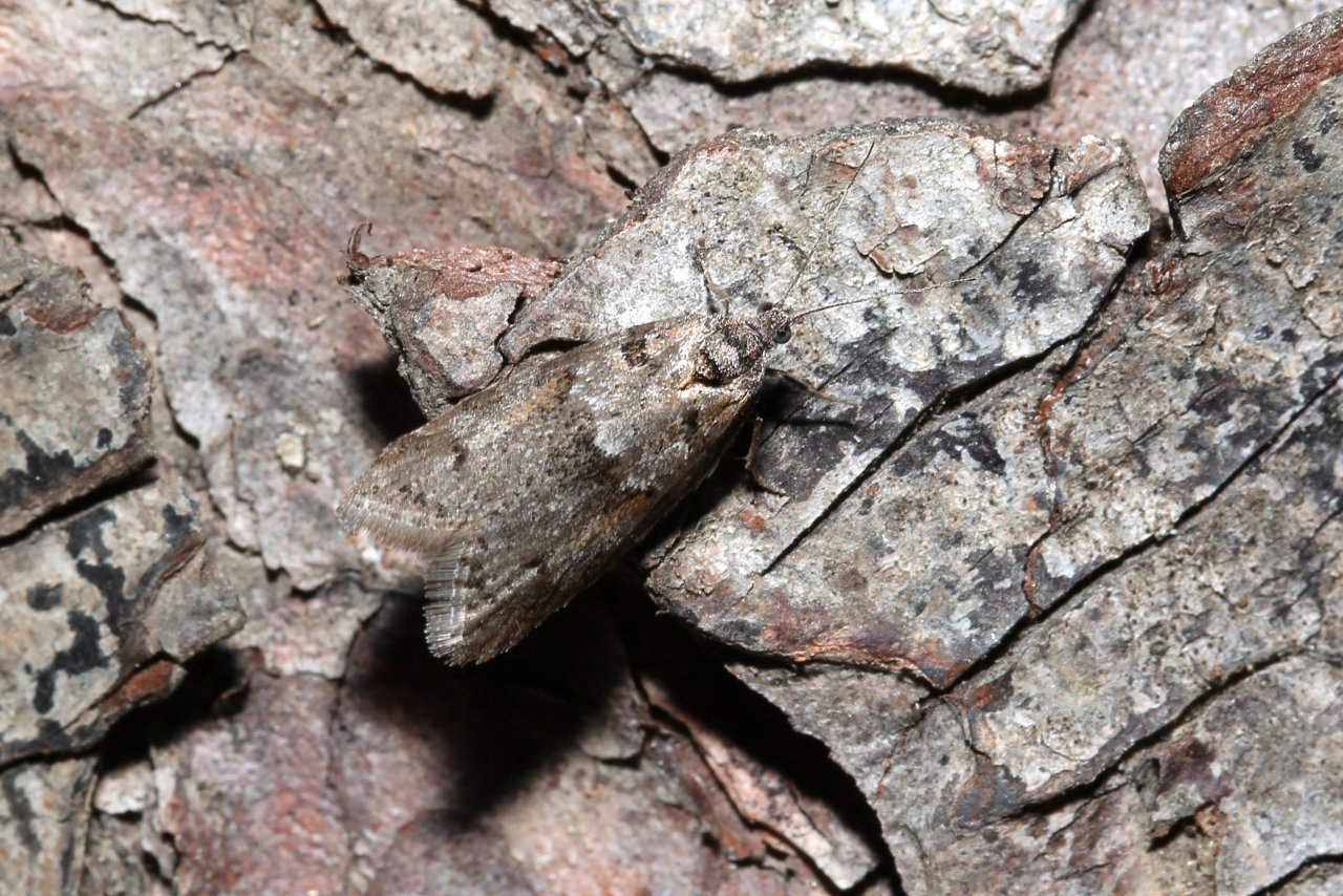 Tortricodes alternella (Denis & Schiffermüller, 1775)