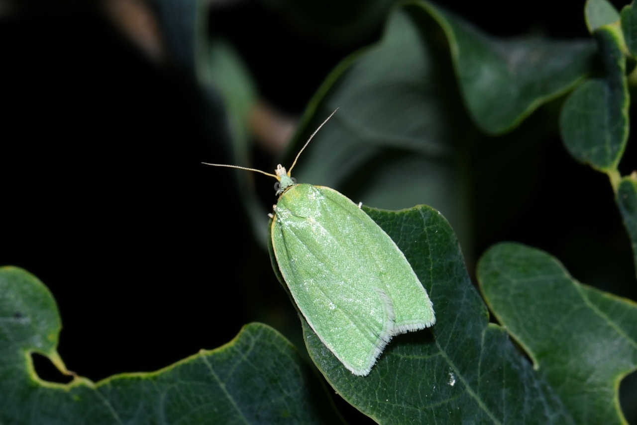 Tortrix viridana (Linnaeus, 1758) - Tordeuse verte du Chêne