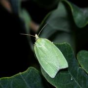 Tortrix viridana (Linnaeus, 1758) - Tordeuse verte du Chêne