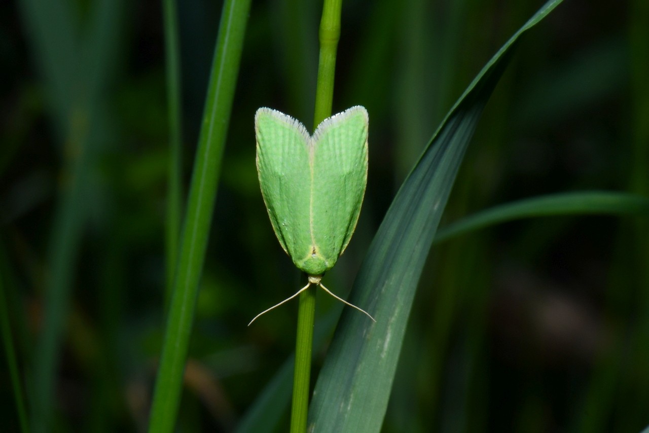 Tortrix viridana (Linnaeus, 1758) - Tordeuse verte du Chêne