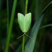 Tortrix viridana (Linnaeus, 1758) - Tordeuse verte du Chêne