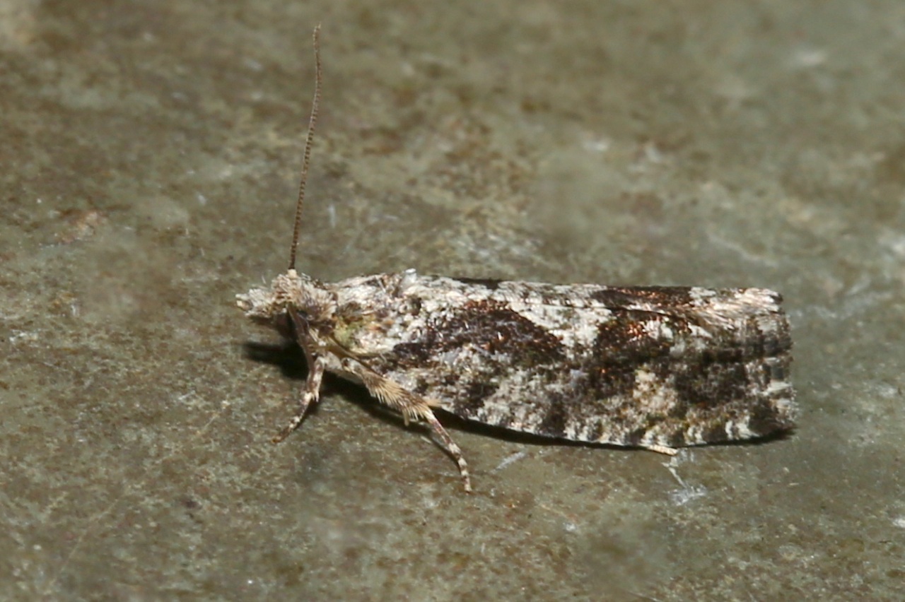 Zeiraphera isertana (Fabricius, 1794)