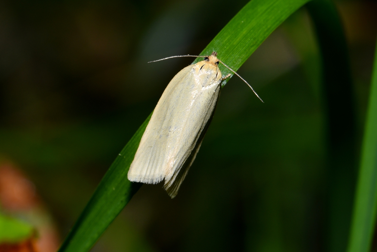 Zelotherses paleana (Hübner, 1793) (= Aphelia paleana)