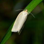 Zelotherses paleana (Hübner, 1793) (= Aphelia paleana)