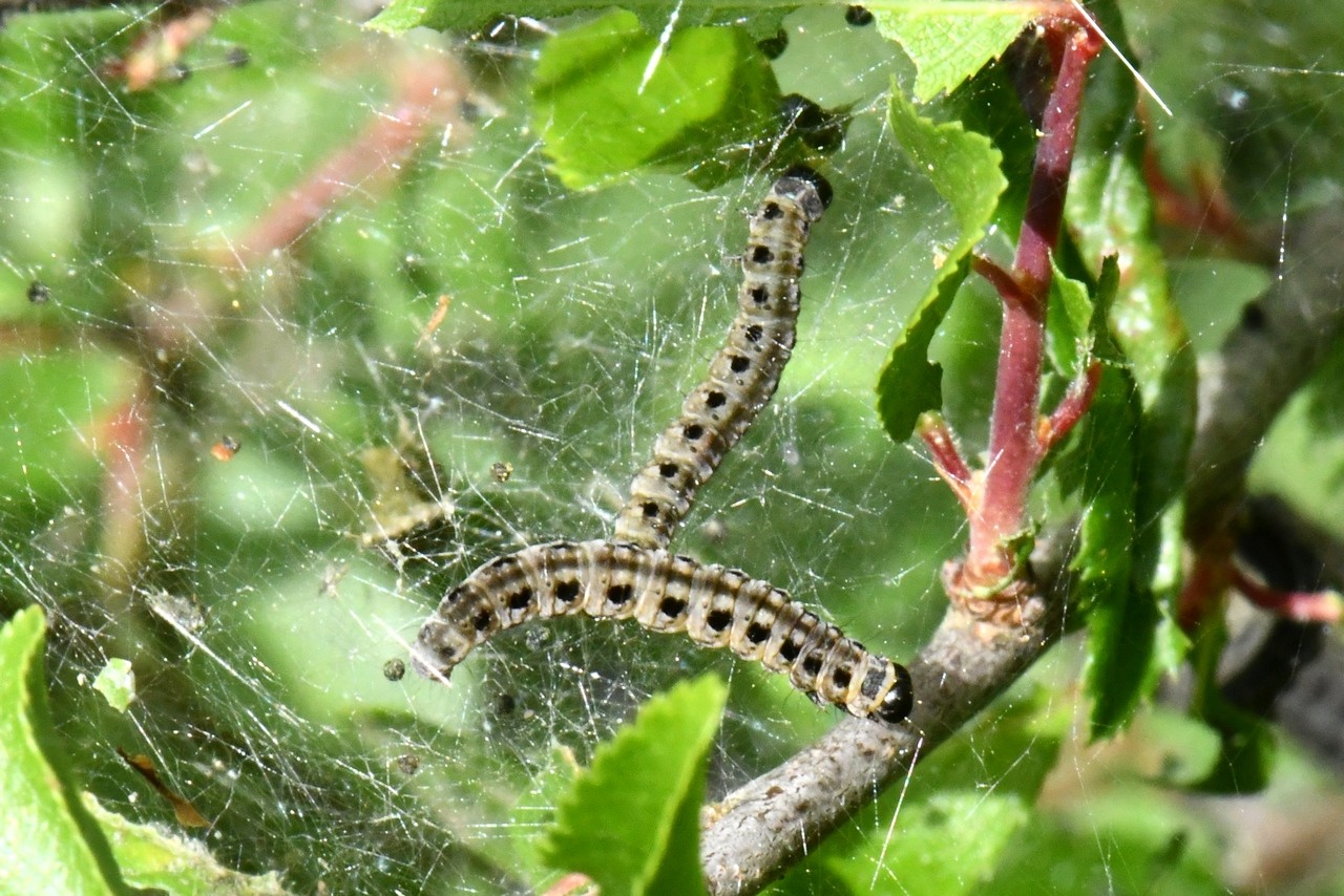 Yponomeuta padella (Linnaeus, 1758) - Hyponomeute du Cerisier (chenilles)