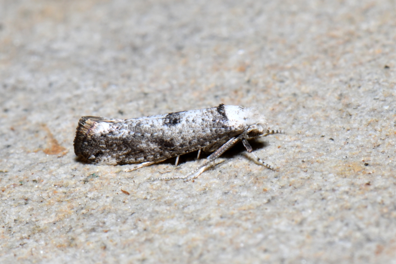 Paraswammerdamia albicapitella (Scharfenberg, 1805)