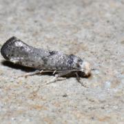 Paraswammerdamia nebulella (Goeze, 1783)