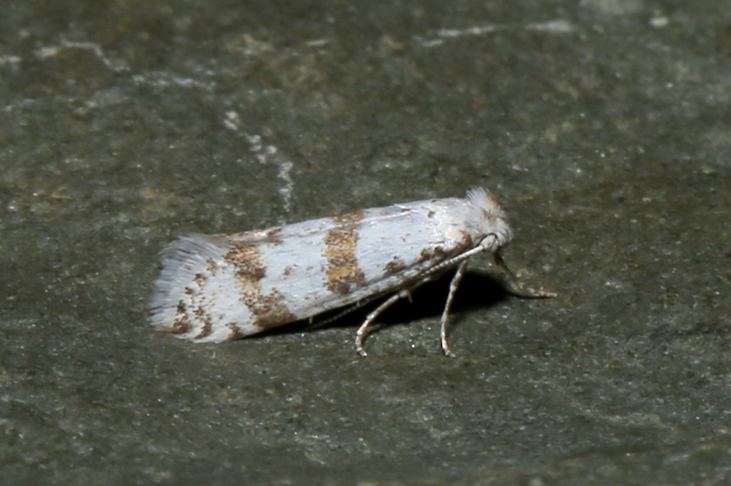 Scythropia crataegella (Linnaeus, 1767)