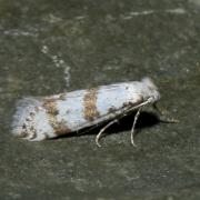 Scythropia crataegella (Linnaeus, 1767)