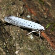 Yponomeuta evonymella (Linnaeus, 1758) - Hyponomeute du Putiet