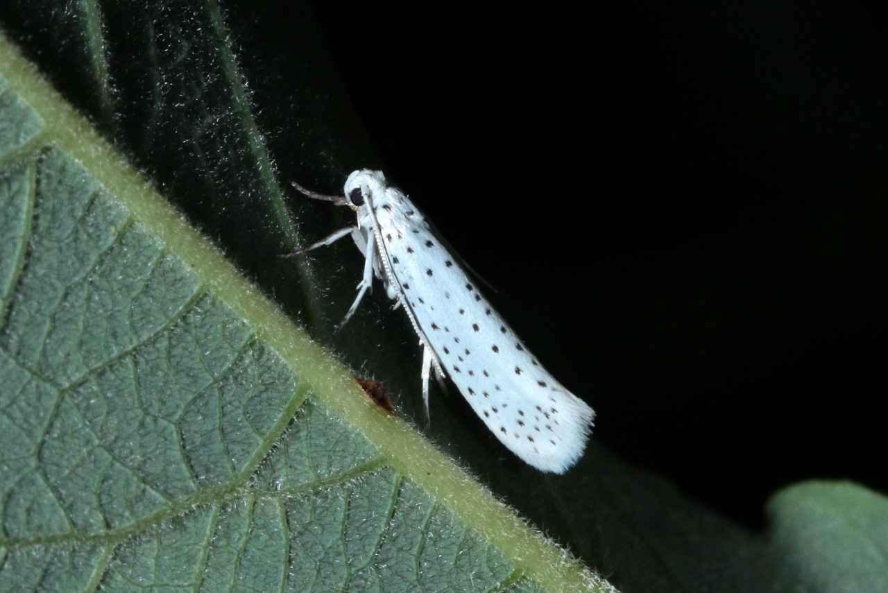 Yponomeuta evonymella (Linnaeus, 1758) - Hyponomeute du Putiet