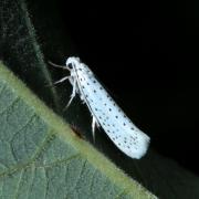 Yponomeuta evonymella (Linnaeus, 1758) - Hyponomeute du Putiet