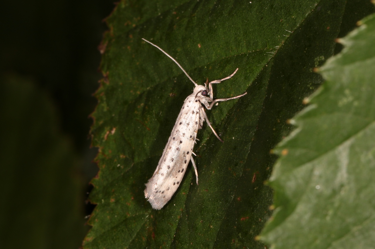 Yponomeuta irrorella (Hübner, 1796) - Hyponomeute du Fusain