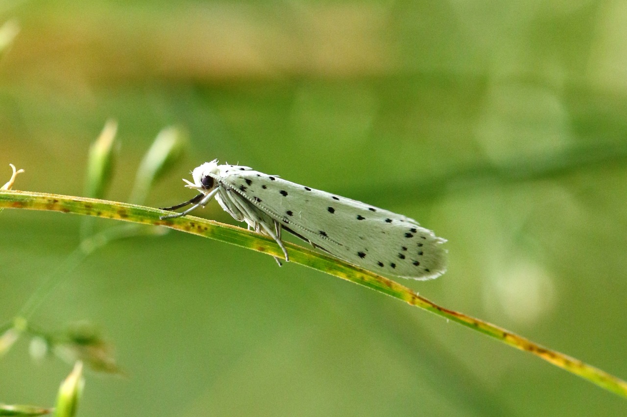 Yponomeuta cf padella