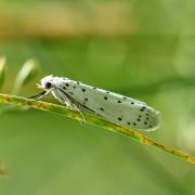 Yponomeuta cf padella