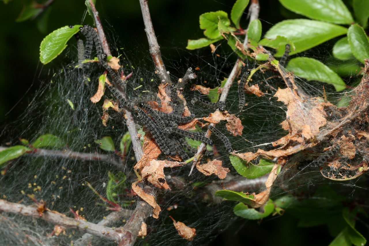 Yponomeuta padella (Linnaeus, 1758) - Hyponomeute du Cerisier (chenilles)