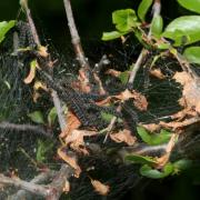 Yponomeuta padella (Linnaeus, 1758) - Hyponomeute du Cerisier (chenilles)